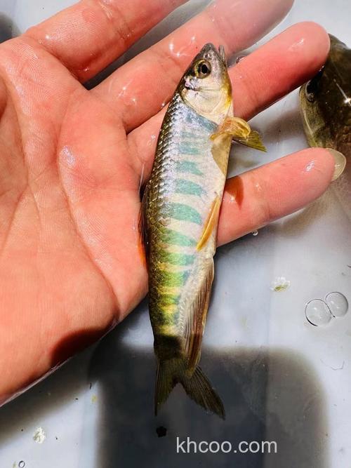 马口喜欢吃什么诱饵？