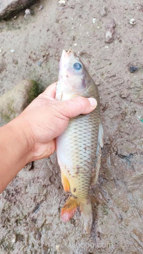 秋季钓禾花鲤最佳配方？