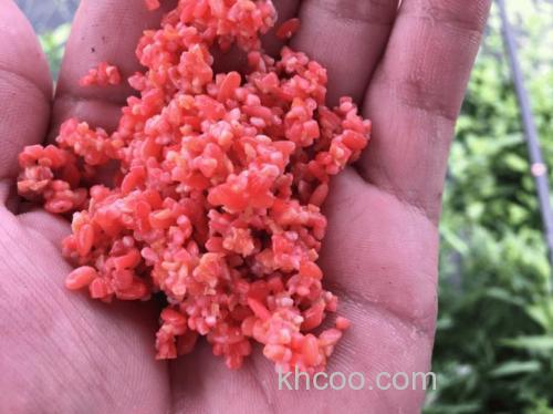 钓鱼药米怎么做