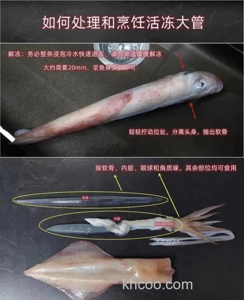 海钓鱿鱼技巧大揭秘！钓具选择及假饵运用全知道