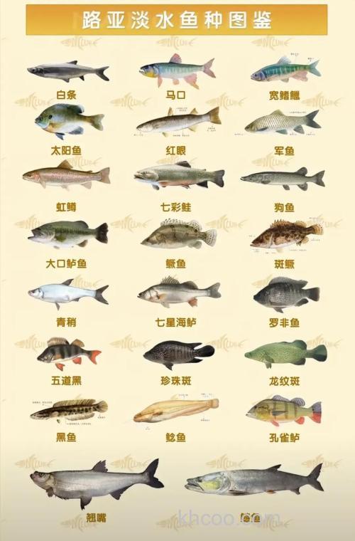 11月份千岛湖路亚能钓什么鱼？