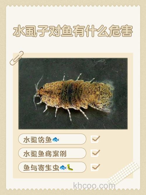 鱼怕水耗子么？