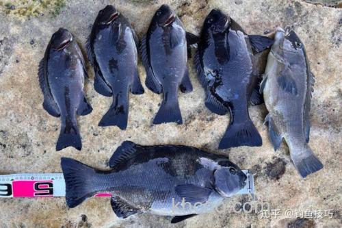 海钓黑毛鱼的关键技巧与策略，这些钓点你知道吗？