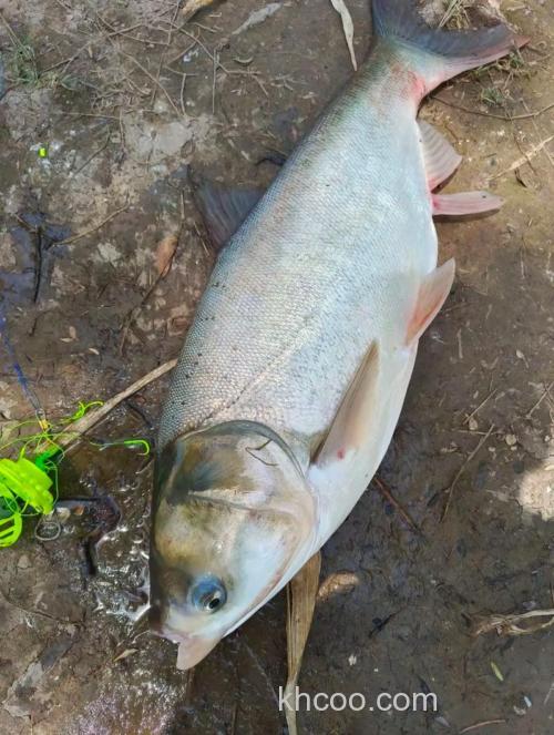 用豆渣加红薯能钓鱼花白鲢吗?