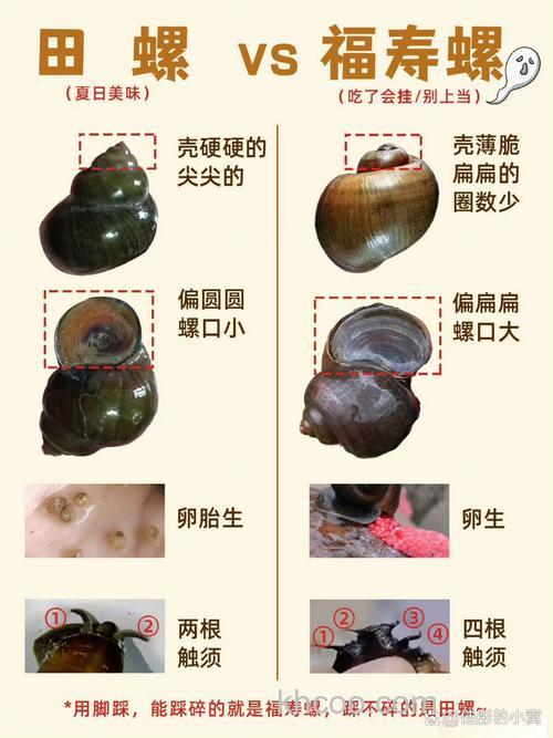 广东秋季用螺鲤3号还是2号？