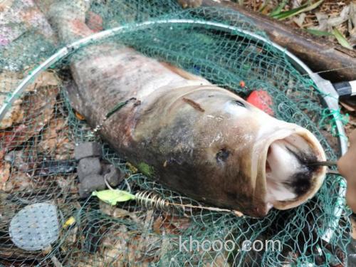 野生大头鱼怎么钓