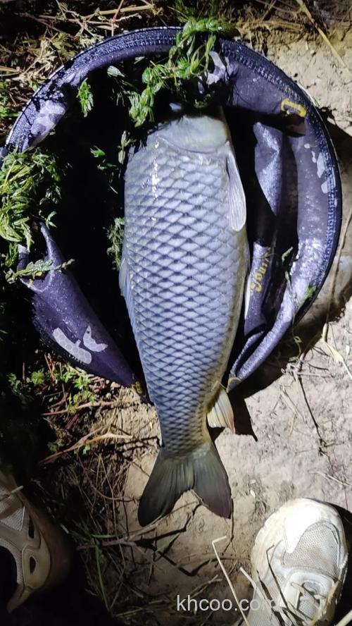 野钓鲤鱼几月份最好钓