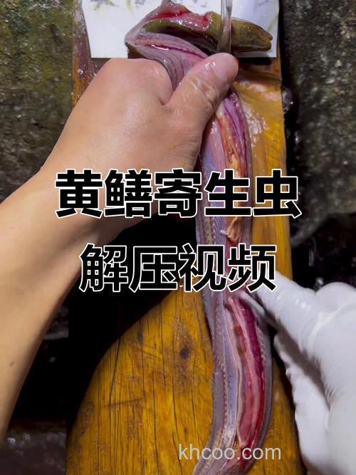 膳鱼是否含有寄生虫