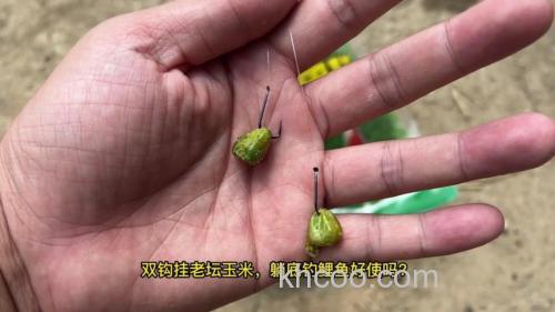 玉米逗钓鲤鱼技巧？