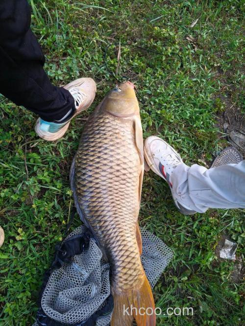 出售40斤大鲤鱼一天。30多斤的两条。可以做种鱼要的留言！不闲聊？