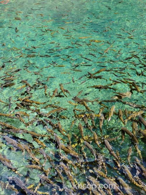 我是云南版纳的，我家附近有条河流，最深地水潭有3—4米里面有鲫鱼，鲤鱼，罗非，白条等鱼。