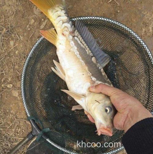 鲤鱼几月份开口吃玉米