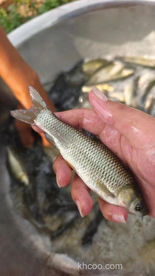 幼年小草鱼吃什么