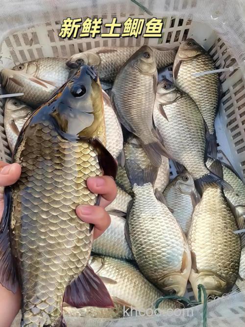 池塘鲫鱼的捕捞最佳方法？