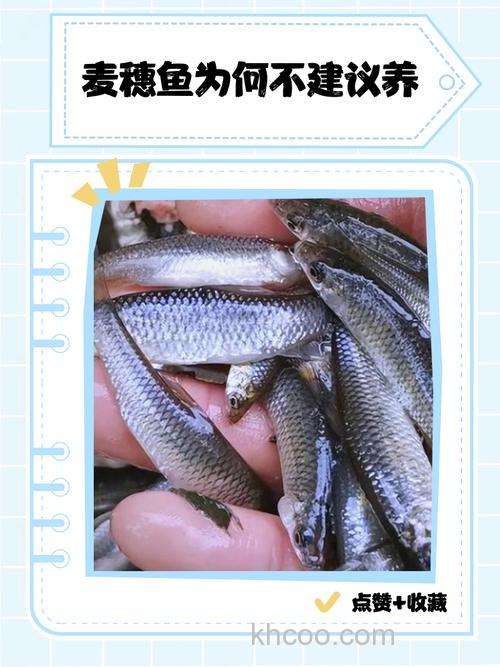 冬天用麦穗鱼块能钓到鲫鱼吗?