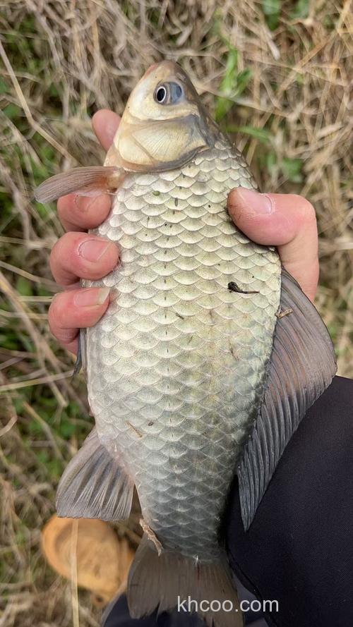 大板鲫单开要加拉丝吗？