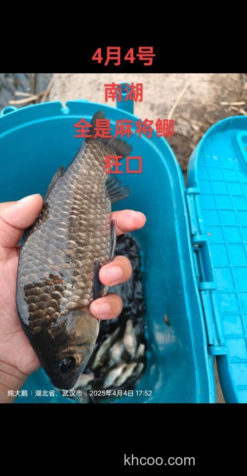 33程宁_浮钓鲫鱼高清完整版下载地址有么？谢谢