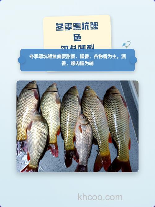 北方黑坑钓鲤鱼用什么味型？