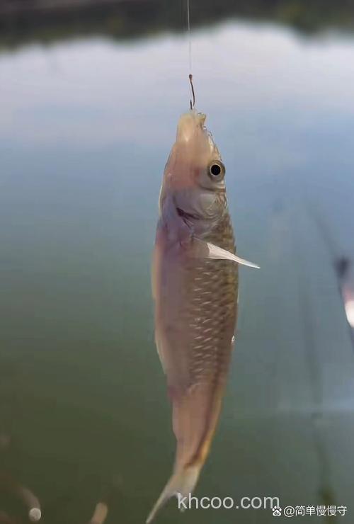 0.1号小钩适合钓麦穗鱼吗？