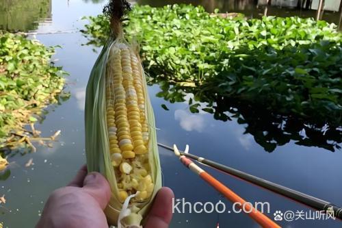 中秋后水库钓草鱼用什么样的玉米？