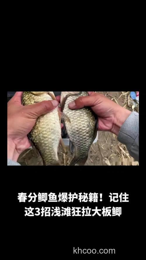 春分前后钓鲫鱼技巧