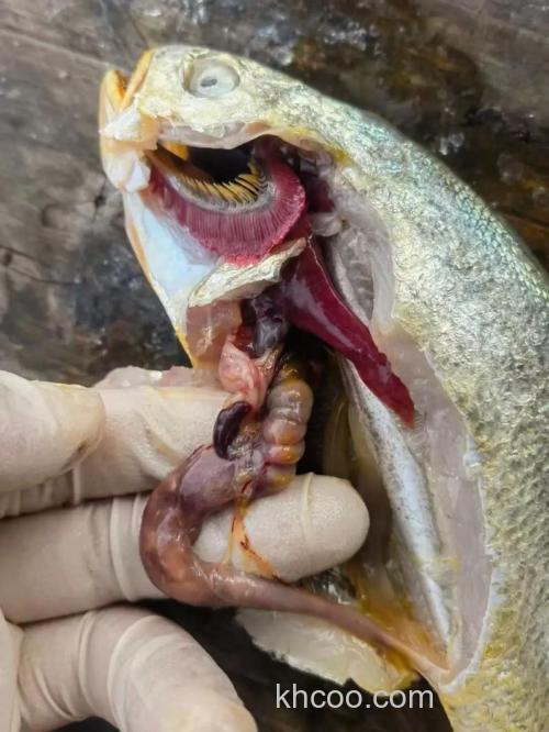 黄花鱼养殖过程？