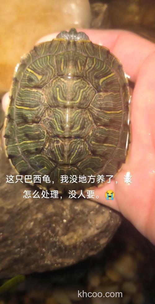 巴西龟放生在湖里后能活吗？