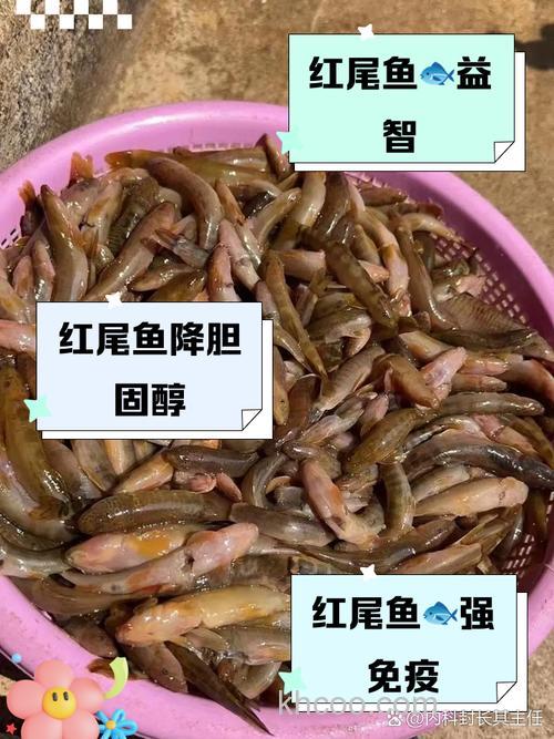 红尾诱鱼最佳添加剂？