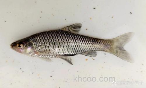 麦穗鱼晚上闹吗？