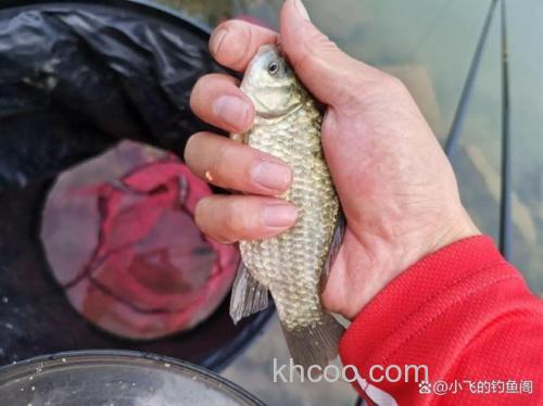 为啥用小麦钓鲫鱼就没口了？