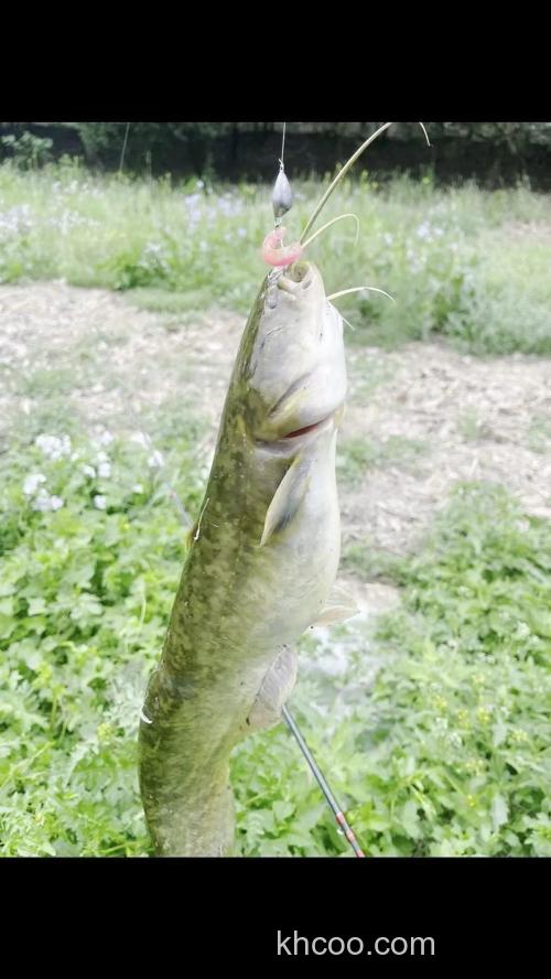 这个季节钓鲶鱼 用什么钓饵最好