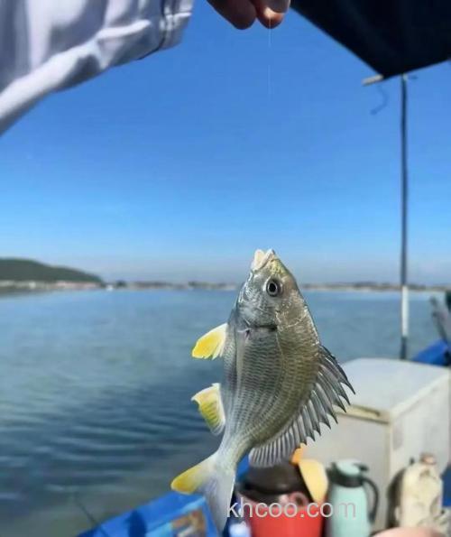 沿海钓友爱海钓黄翅鱼，掌握这些技巧，收获满满