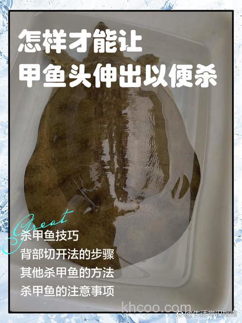 自然水域野钓甲鱼的技巧与方法，你掌握了吗？