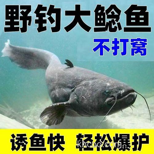 大口鲶鱼用什么鱼饵最好钓