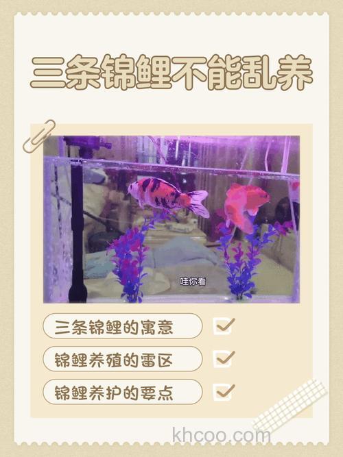 我家养的鲤鱼好像是怕光l，总是在底部乱串，怎么回事，