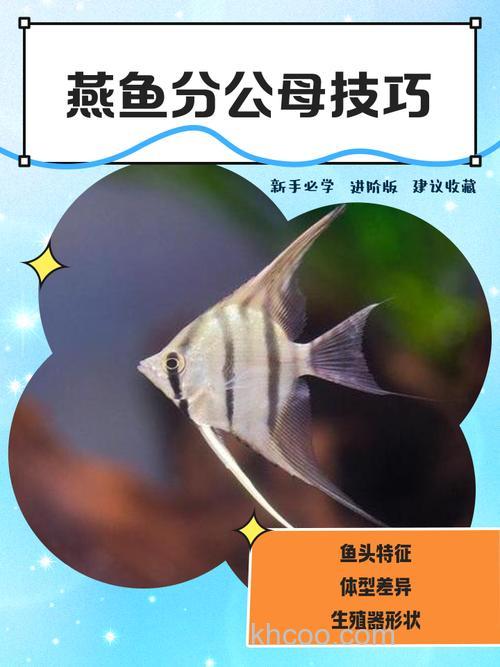 海钓燕鱼技巧大揭秘！掌握这些，让你出海满载而归