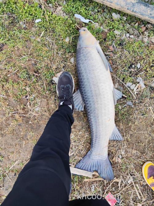 冬天在放养水库里如何钓螺蛳青？