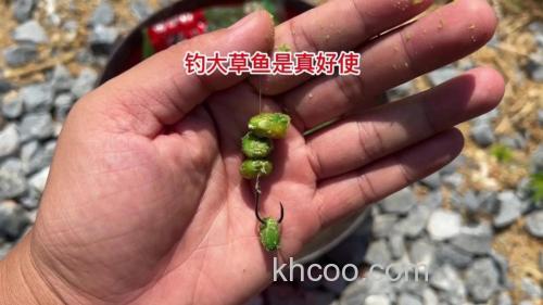 夏钓，用什么鱼饵钓草鱼效果好？
