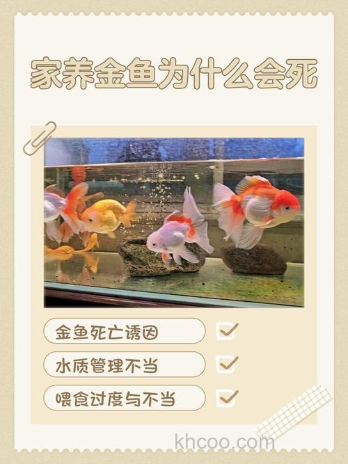 鱼要怎么养才不容易死？