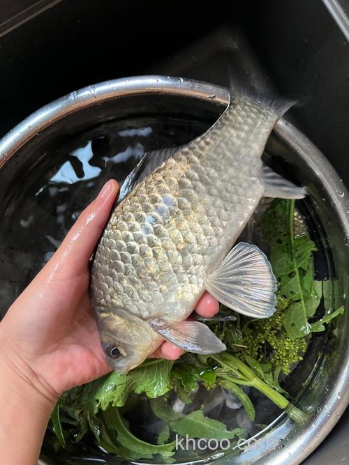 鱼塘鲫鱼明明好多为什么不开口？