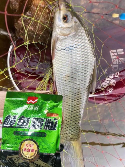 钓鲤鱼鲮鱼用什么饵料？