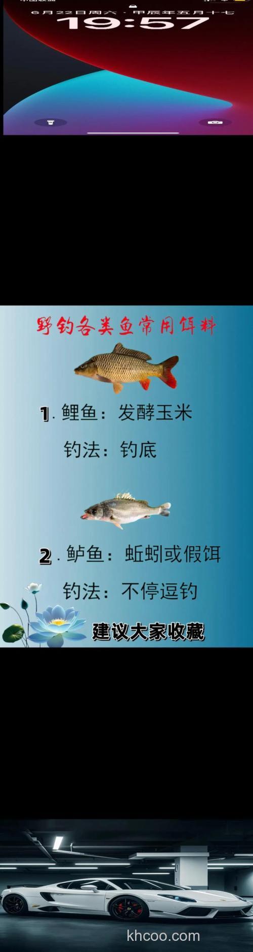 阳历七月 用什么钓饵 钓鲤鱼比较好