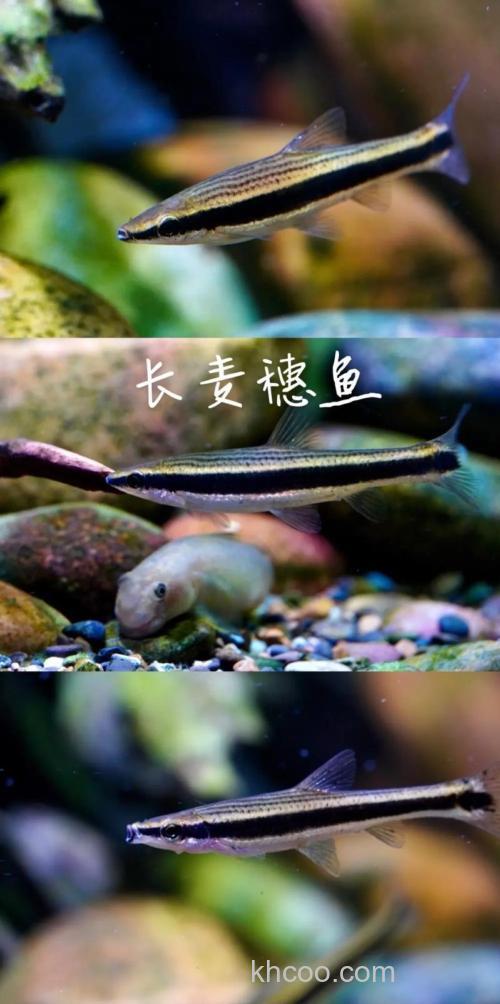 麦穗鱼能清洁鱼缸吗？