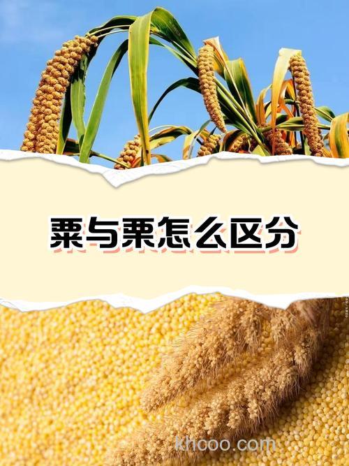 栗米到底是玉米还是板栗？还是其他的食物！