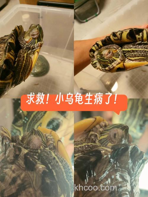 我家乌龟要死了，求救！！