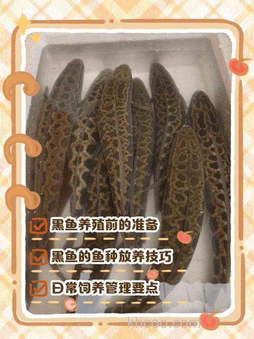 黑鱼吃猪油渣吗？