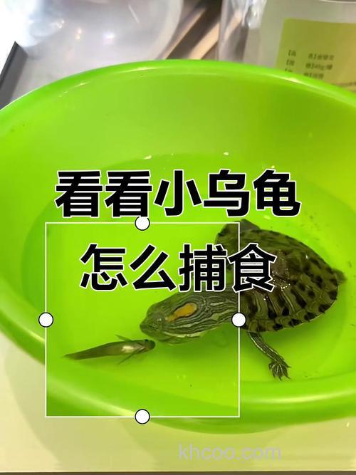 乌龟爱吃什么，吃鱼食吗