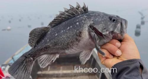 海钓黑头必知！掌握这些技巧，让你每次出海都收获满满