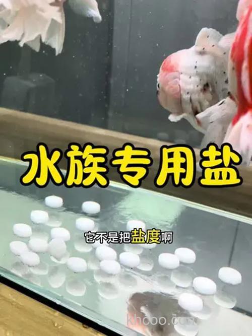 养金鱼为什么往鱼缸里放盐？