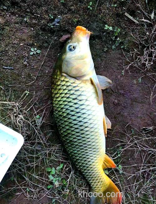 夏季水库钓鲤鱼